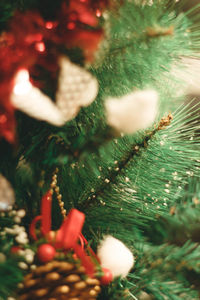 Close-up of christmas tree