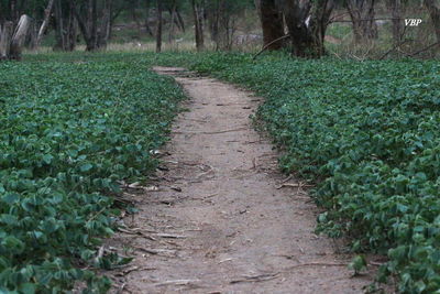 Narrow pathway along trees in forest