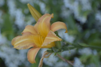 Close-up of yellow flowering plant