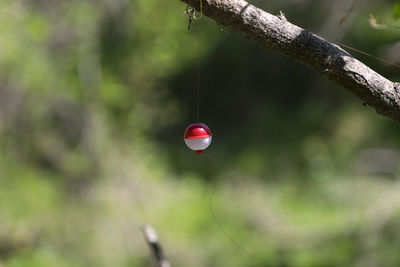 Fishing bobber hanging to tree