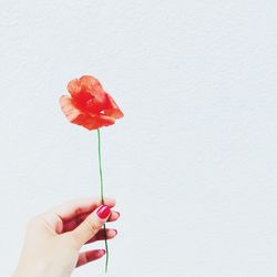 Close-up of hand holding red rose over white background