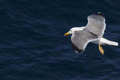 High angle view of seagull flying