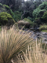 Plants growing on land