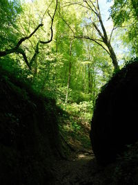 Trees growing in forest