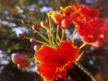 Close-up of orange flowers