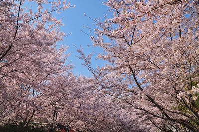 Low angle view of cherry blossoms against sky