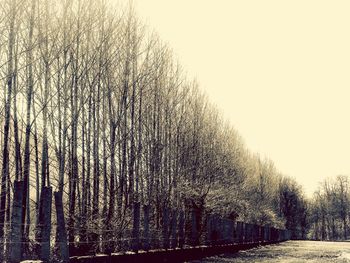 Trees in park