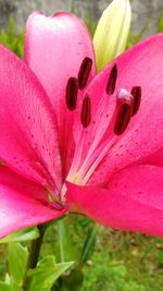 Close-up of pink flower blooming outdoors