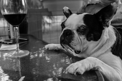 Close-up of a dog on table at home