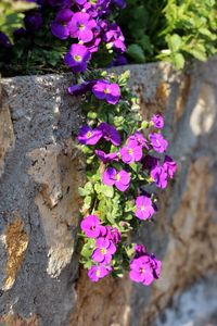 Close-up of pink flowers blooming outdoors