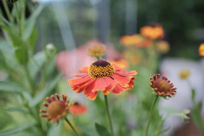 Close-up of flower