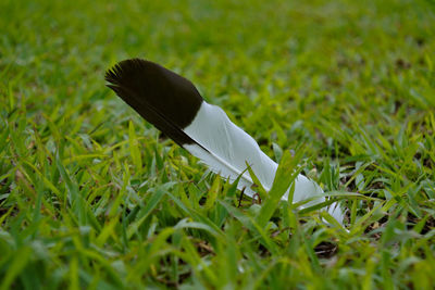 Close-up of feather on paper