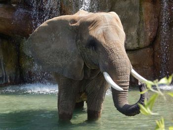 Close-up of water in zoo