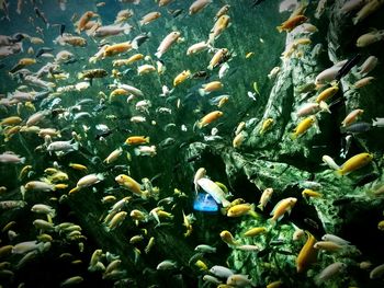 School of fish swimming in aquarium