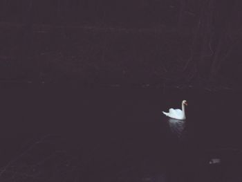 Close-up of swan perching on floor