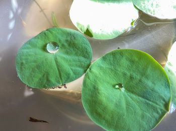 High angle view of leaves floating on water