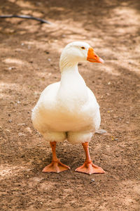 Close-up of a bird on field