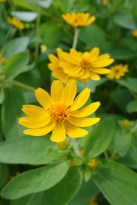 Close-up of yellow flowers