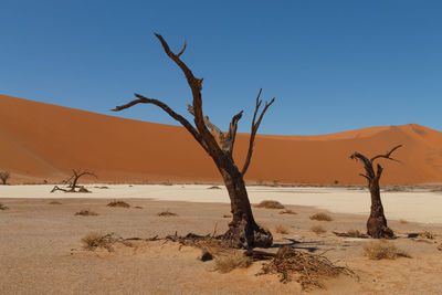 Bare tree on desert against clear sky