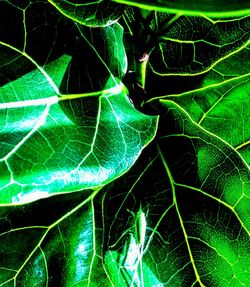 Close-up of green leaves on plant at night