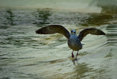 Bird flying over sea