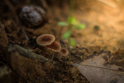 Close-up of mushrooms growing on field