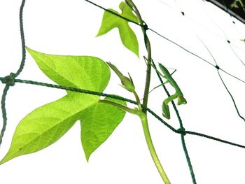 Close-up of fresh green plant