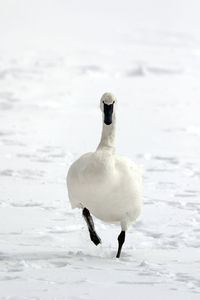 White bird on frozen lake during winter