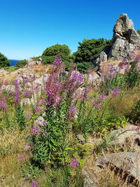 Purple flowering plants on land against sky