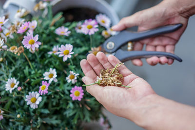 Close-up of person cutting plant