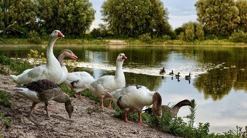 Swans at lakeshore