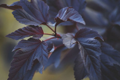 Close-up of leaves