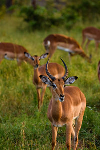 Deer on grassy field