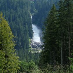 Pine trees in forest and waterfall
