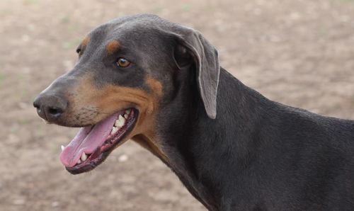 Close-up of dog looking away