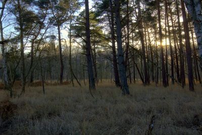 Trees in forest against sky