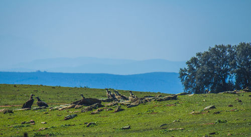 Scenic view of grassy field against blue sky