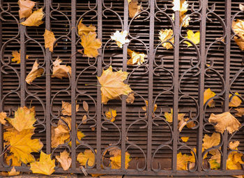 Full frame shot of yellow autumn leaves