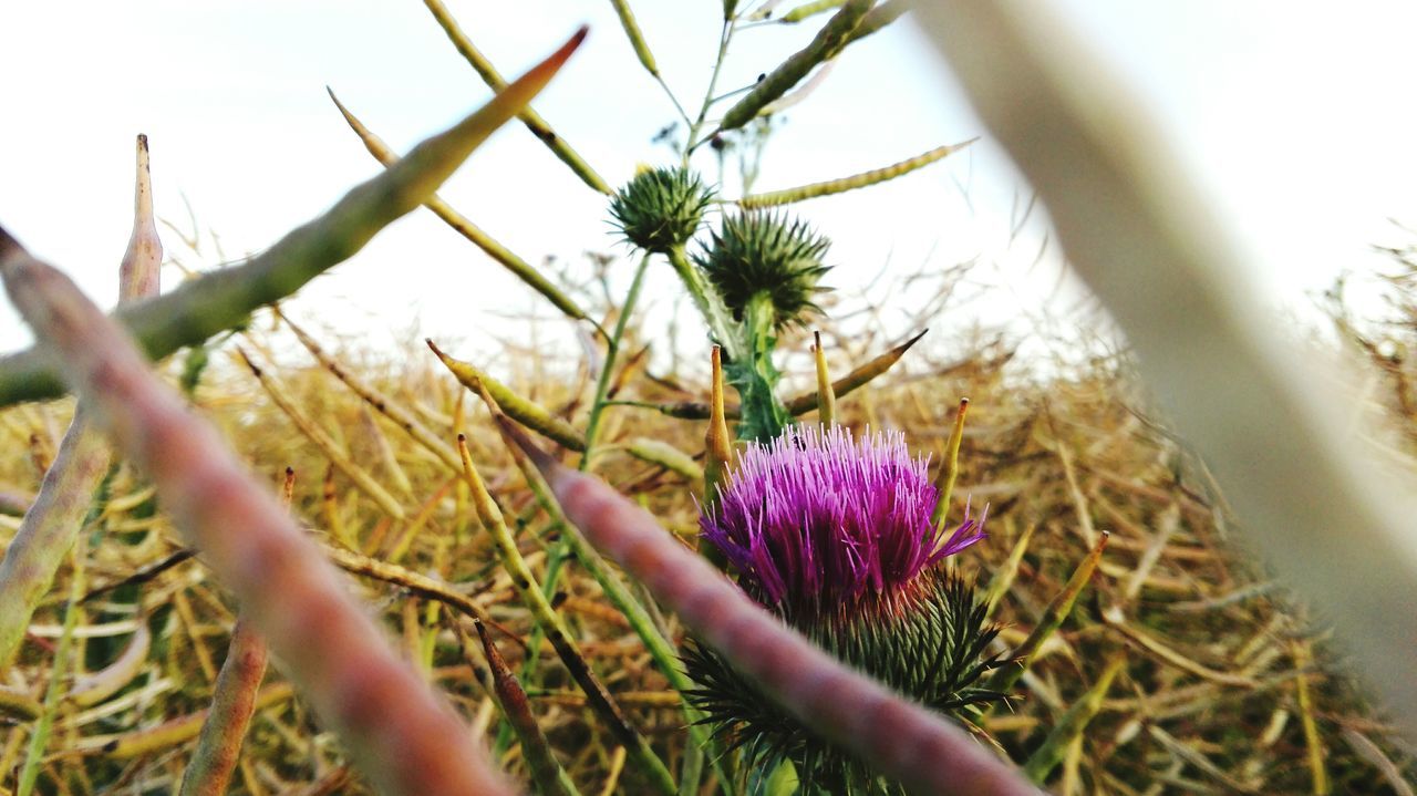 growth, plant, close-up, flower, focus on foreground, nature, freshness, beauty in nature, fragility, cactus, stem, agriculture, selective focus, day, field, outdoors, growing, sky, thorn, spiked