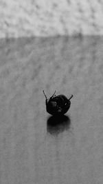 Close-up of ladybug on leaf