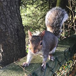 Close-up portrait of a squirrel