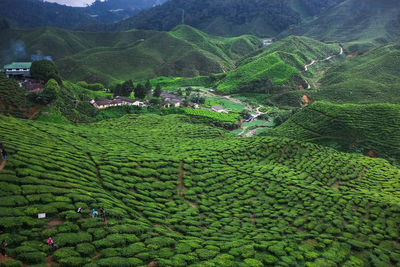 Scenic view of tea plantation at cameron highland 