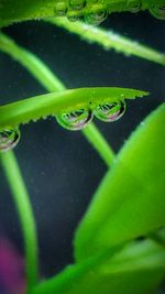 Close-up of insect on leaf