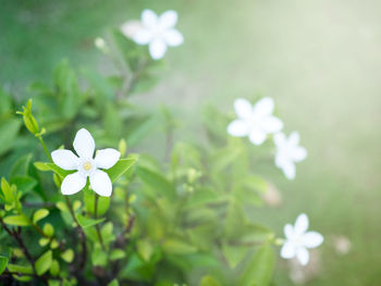 Close-up of white flowering plant