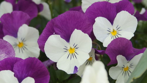 Close-up of purple flowering plants