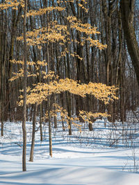 Trees on snow covered field