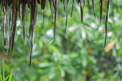 Close-up of wet thatched roof hanging outdoors