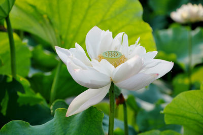 Close-up of white lotus water lily