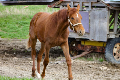 mammal