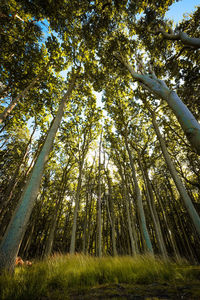 Low angle view of trees in forest